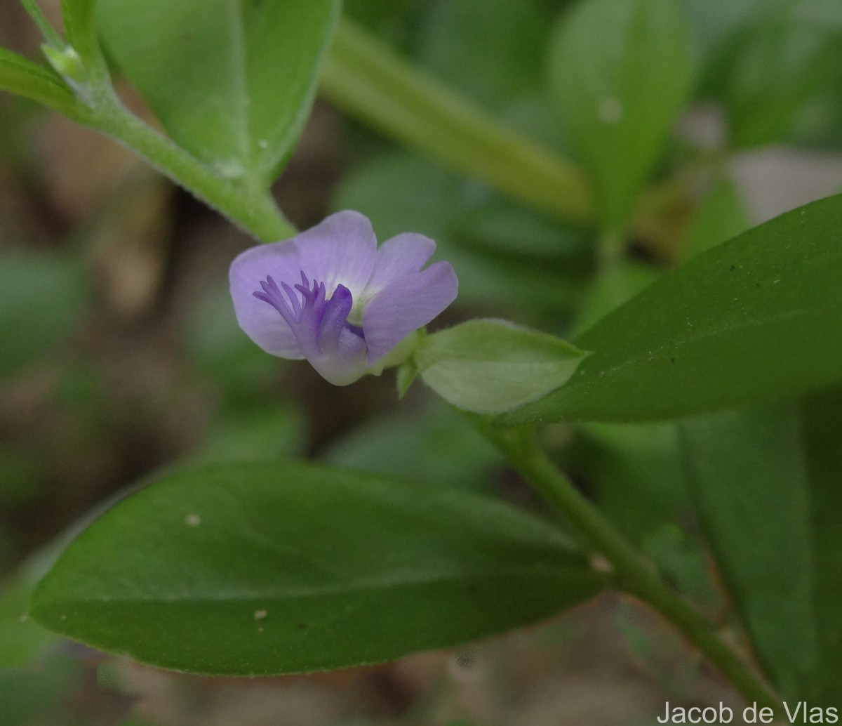 Polygala macrolophos Hassk.